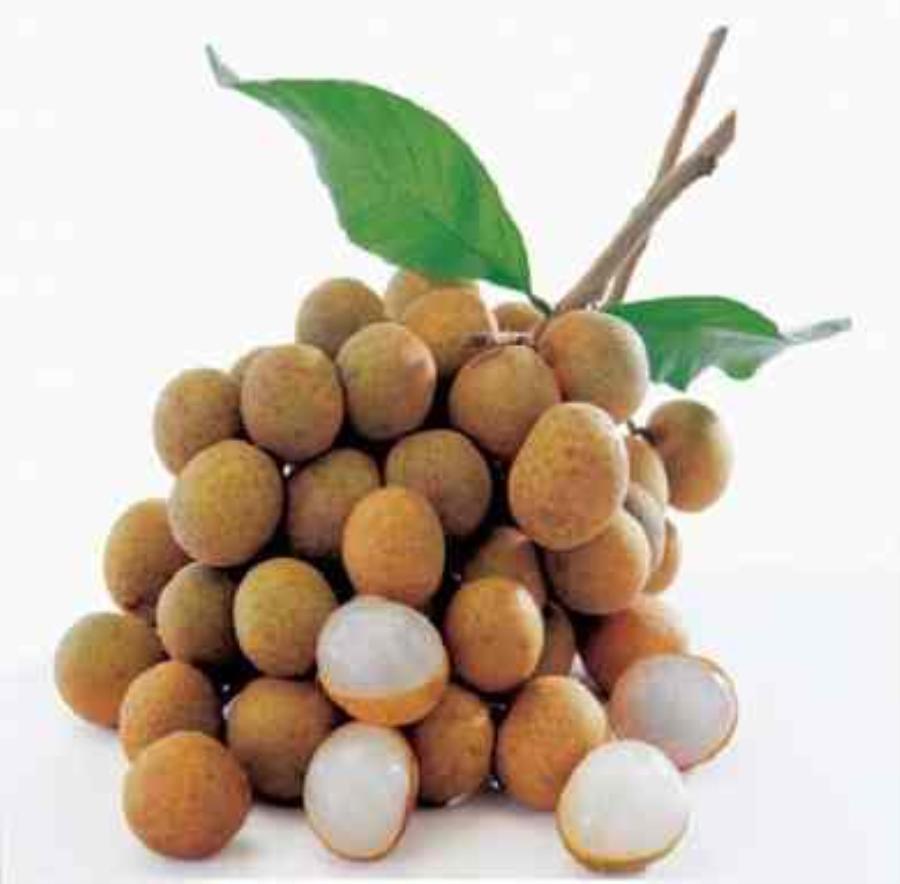 Quả nhãn icon